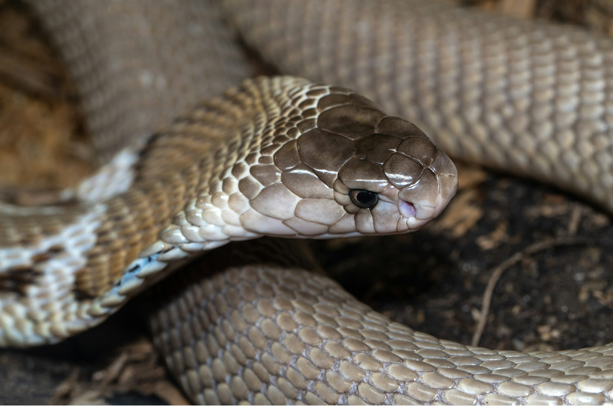 Milk Snake